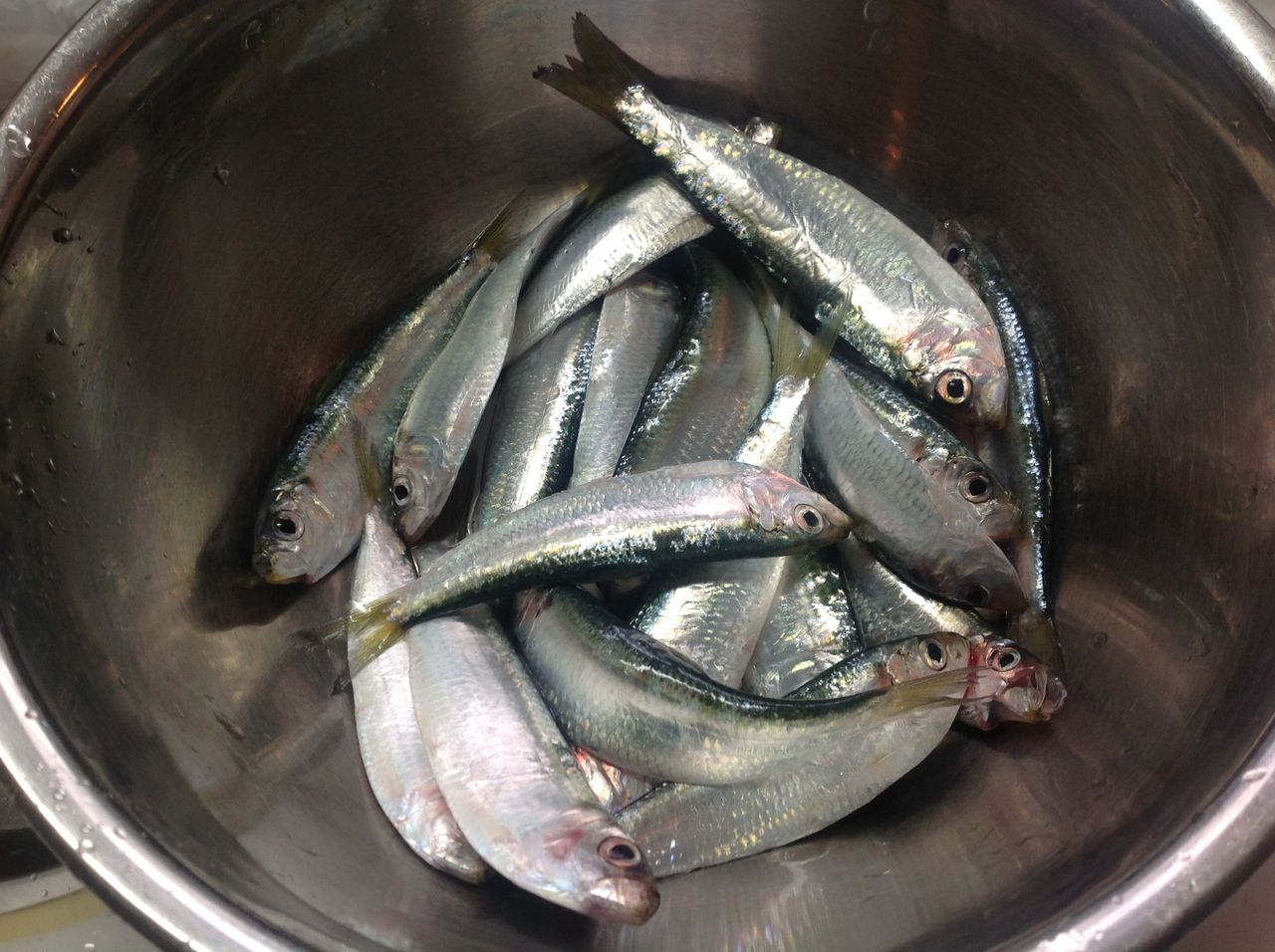 平塚新港でサッパ２０匹 釣明 お手軽陸っぱり釣り お手軽魚料理