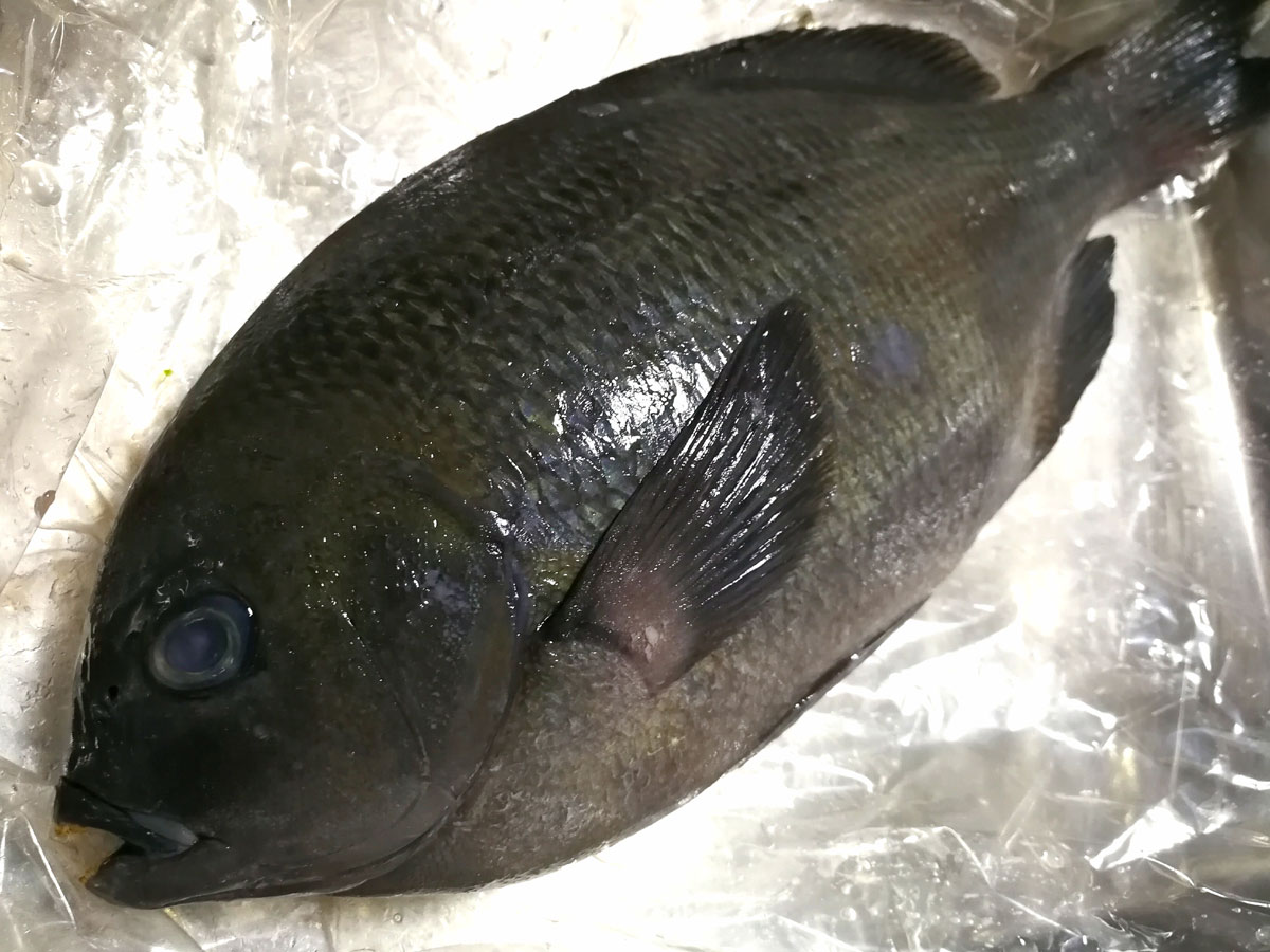 おうちご飯 メジナの刺身 タラの芽とこごみの天ぷら こごみのお浸し 山ウドのキンピラ 青木葉 Eatful Life
