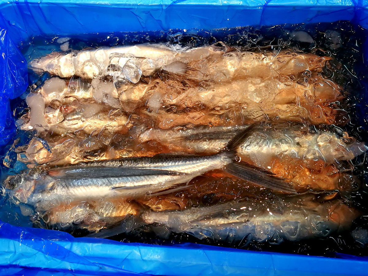 おうちご飯 トビウオの刺身 茄子の煮びたし 青木葉 Eatful Life おうちご飯 トビウオの刺身 茄子の煮びたし 青木葉 Eatful Life