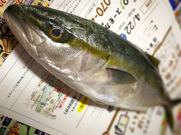 20170331fukuragi03