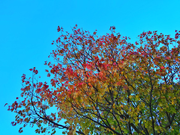 20201031hakusaicream001
