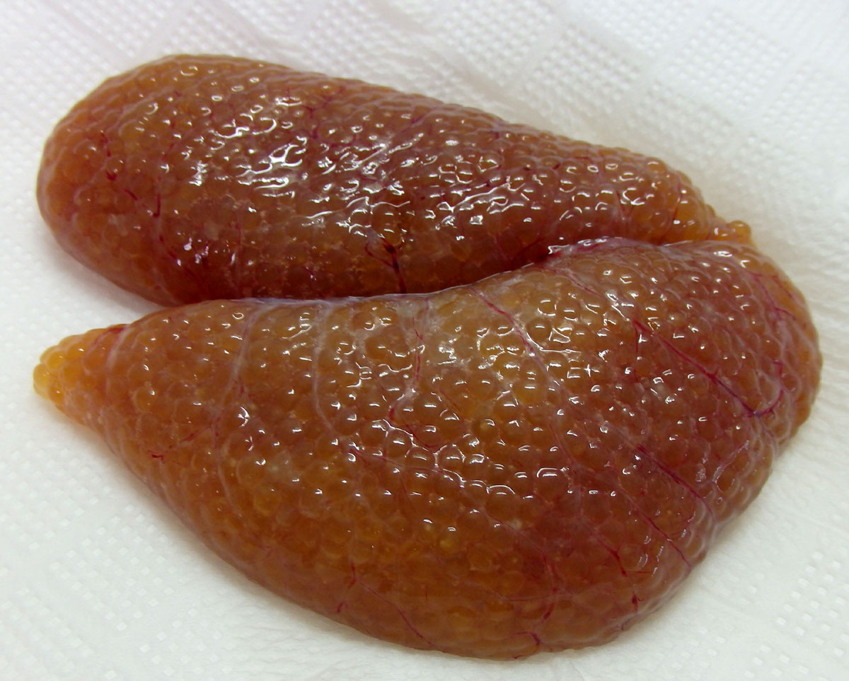 おうちご飯 カジカの卵醤油漬け コッコちゃん 青木葉 Eatful Life