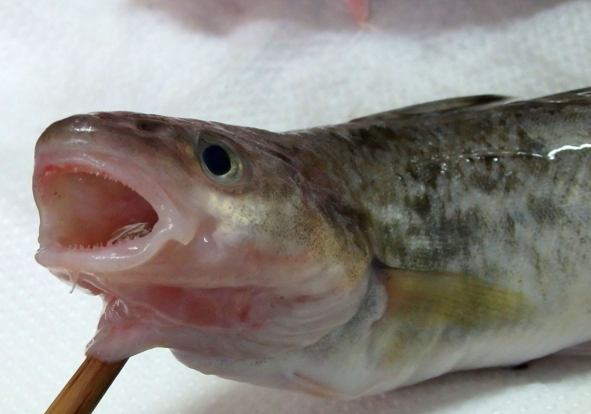 おうちご飯 コマイ 氷下魚 の塩焼き 青木葉 Eatful Life おうちご飯 コマイ 氷下魚 の塩焼き 青木葉 Eatful Life