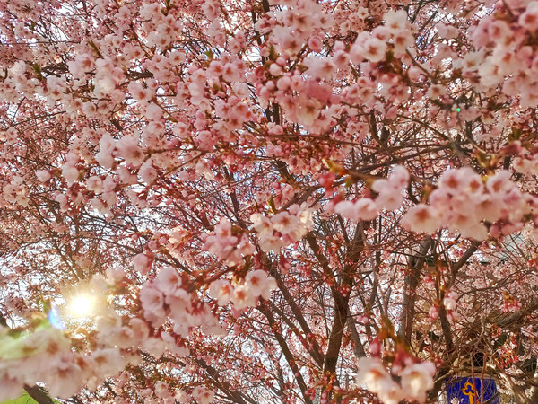 20200430torifukimiso004