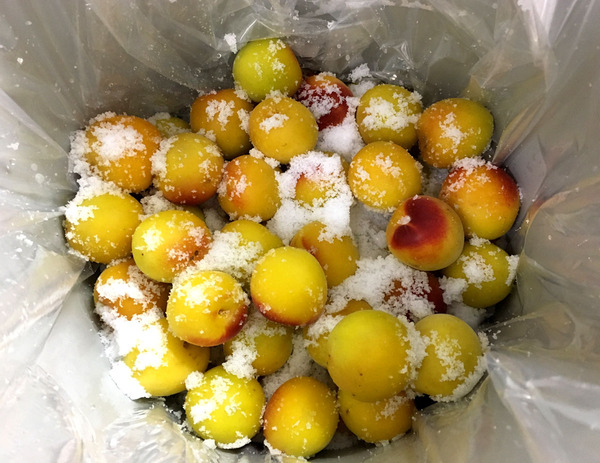 20160625umeboshi03