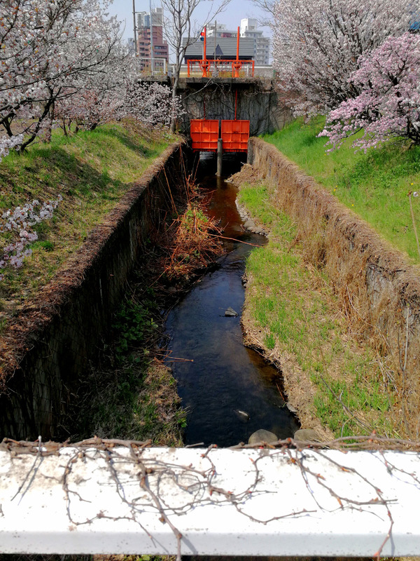 20180429chishimasakura06