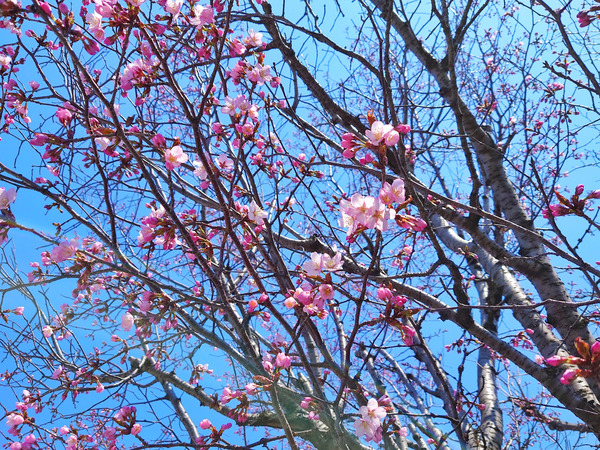 20210421kurokarei001