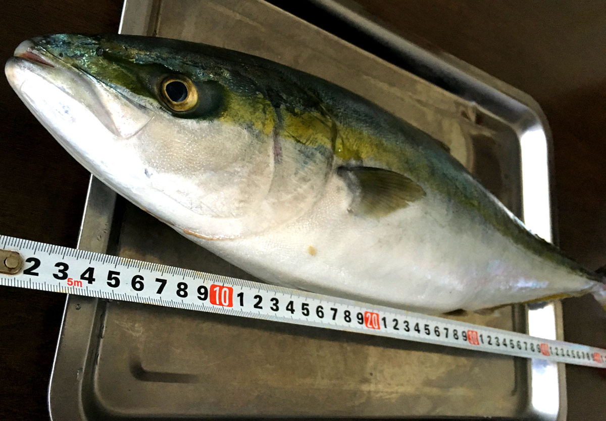 おうちご飯 イナダの刺身とアラ煮 青木葉 Eatful Life