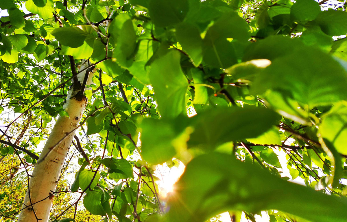 おうちご飯 ヒラメの刺身 アラ汁 タラの芽とカボチャの天ぷら 青木葉 Eatful Life