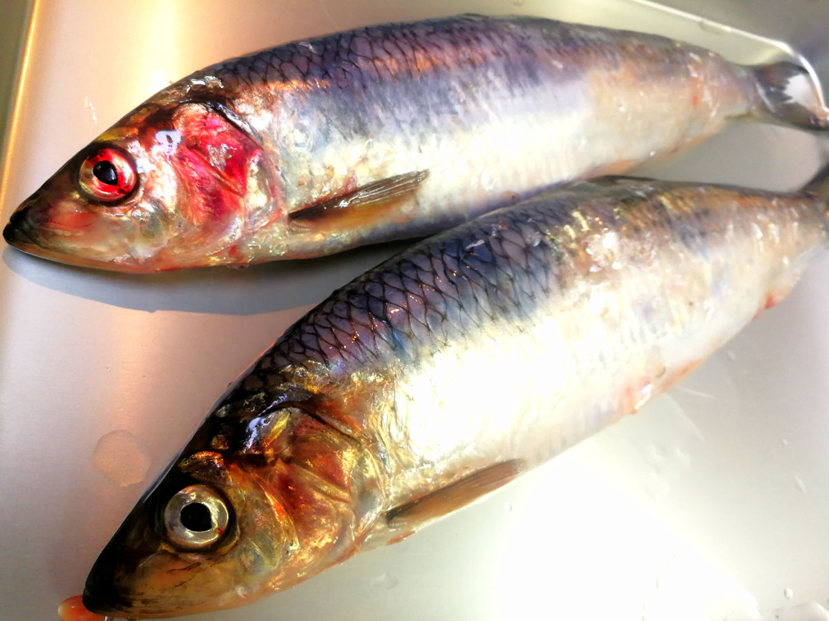 おうちご飯 ニシンの刺身 青ソイのアラ煮 鶏玉大根の煮物 青木葉 Eatful Life
