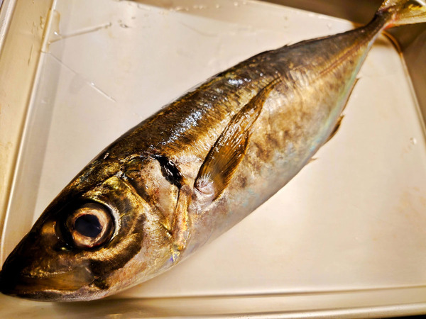 20201106aji004