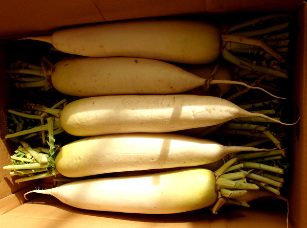 20151030daikon01