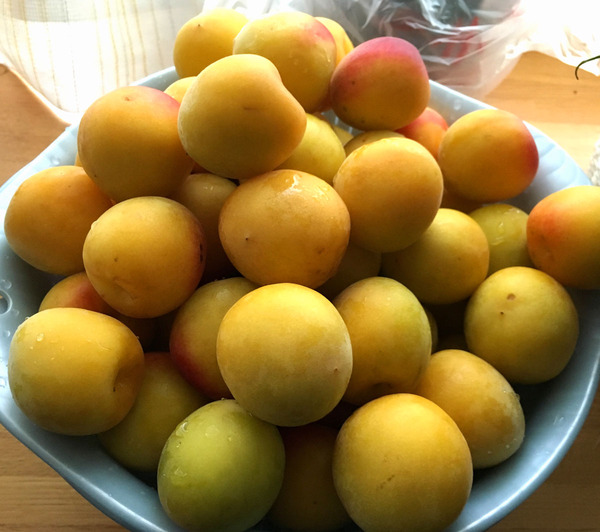20160625umeboshi01