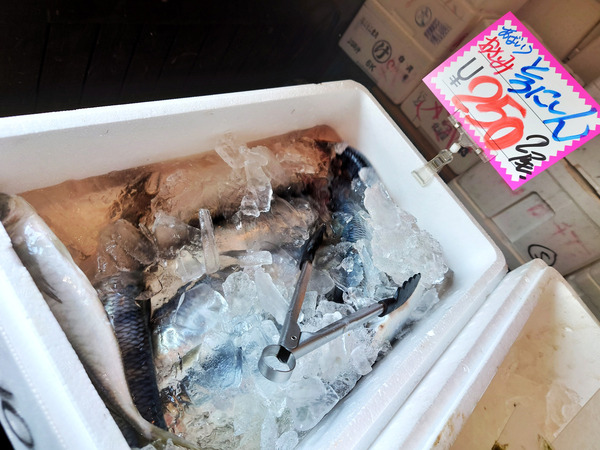 20210628sashimi002