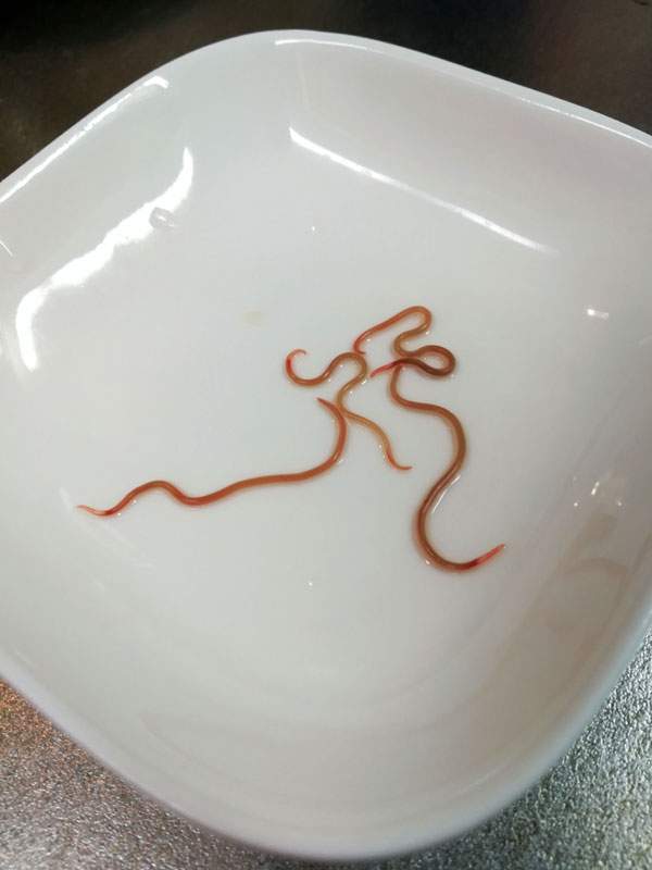 おうちご飯 ホッケフライ アニサキス死滅観察 青木葉 Eatful Life