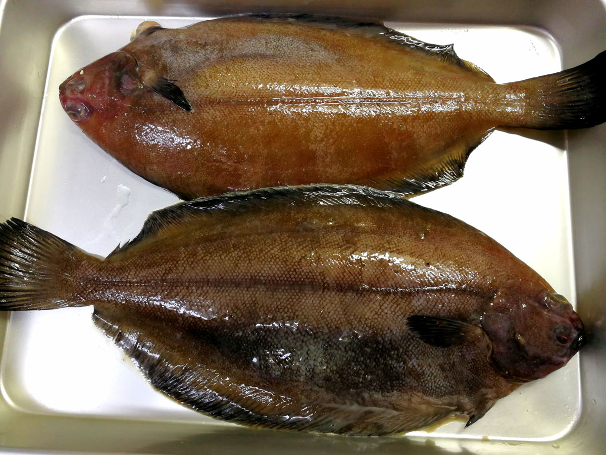 おうちご飯 ナメタガレイの干物 糠漬けニシン カラシマヨ ゴボウサラダ 青木葉 Eatful Life おうちご飯 ナメタガレイの干物 糠漬けニシン カラシマヨ ゴボウサラダ 青木葉 Eatful Life