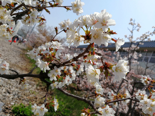 20180429chishimasakura08