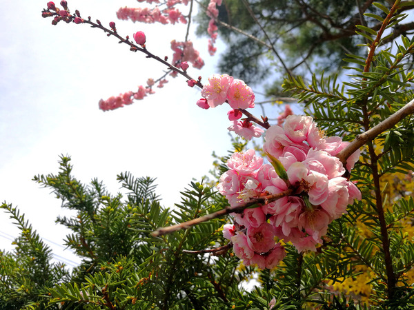 20190506tenjin-ume009