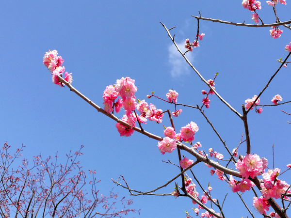 20180507nankurushokudou06