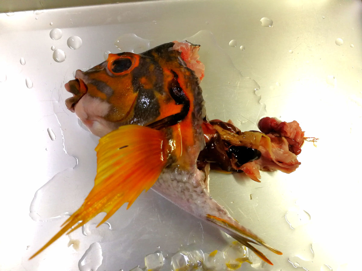 おうちご飯 タカノハダイの刺身 アラ煮 青木葉 Eatful Life おうちご飯 タカノハダイの刺身 アラ煮 青木葉 Eatful Life