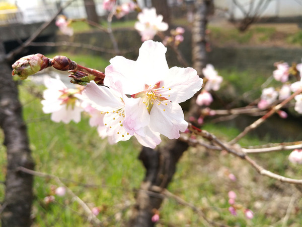 20180427chisimasakura10