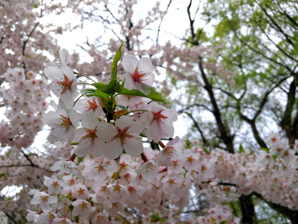 20180503sakura3