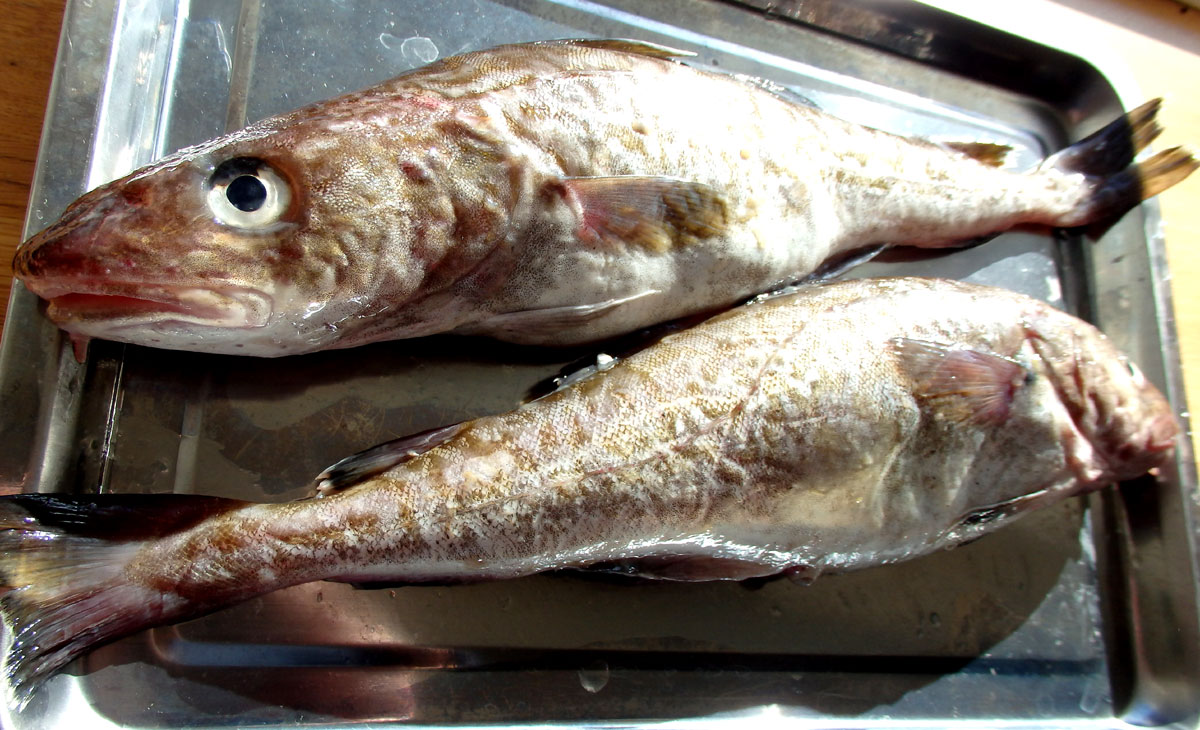 魚 青木葉 Eatful Life 魚 青木葉 Eatful Life
