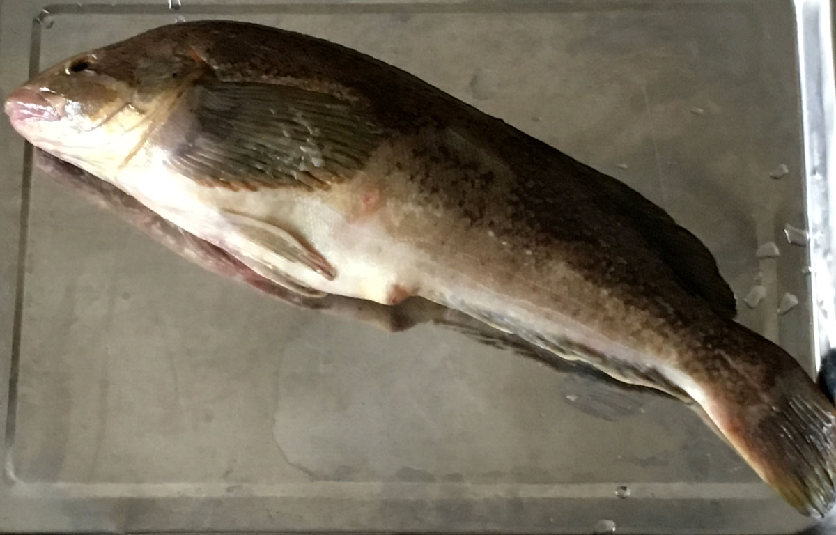 おうちご飯 油子の煮付 炙りカツオの刺身 青木葉 Eatful Life