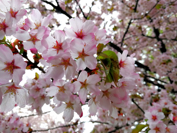 20180503sakura2