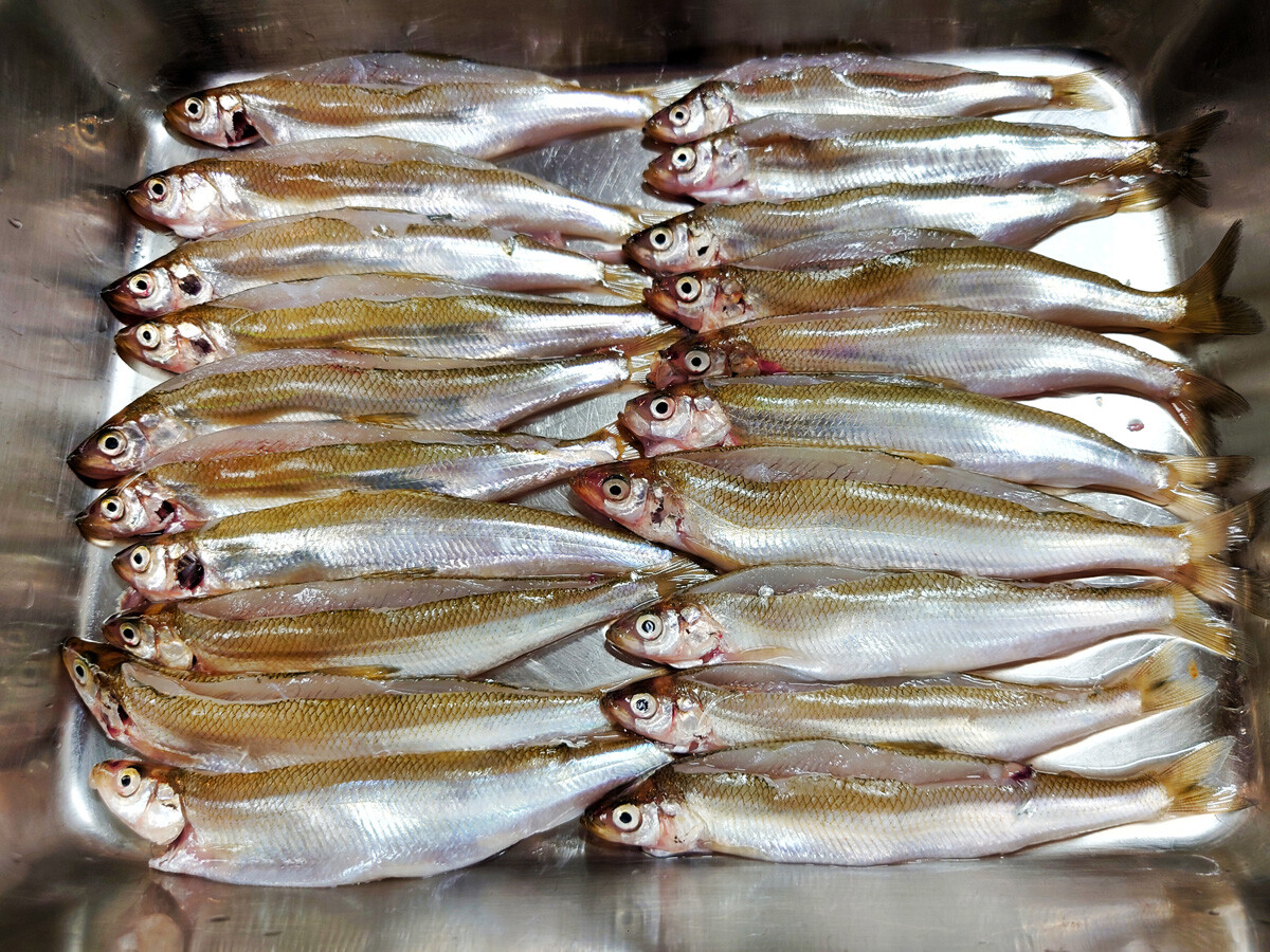 おうちご飯 チカとオクラと長芋の天ぷら 赤ホヤの刺身 青木葉 Eatful Life