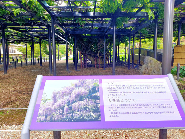 20200615tenjinfuji002