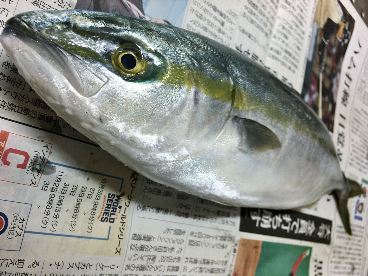 おうちご飯 フクラギの塩麹漬け 切り込み 青木葉 Eatful Life おうちご飯 フクラギの塩麹漬け 切り込み 青木葉 Eatful Life