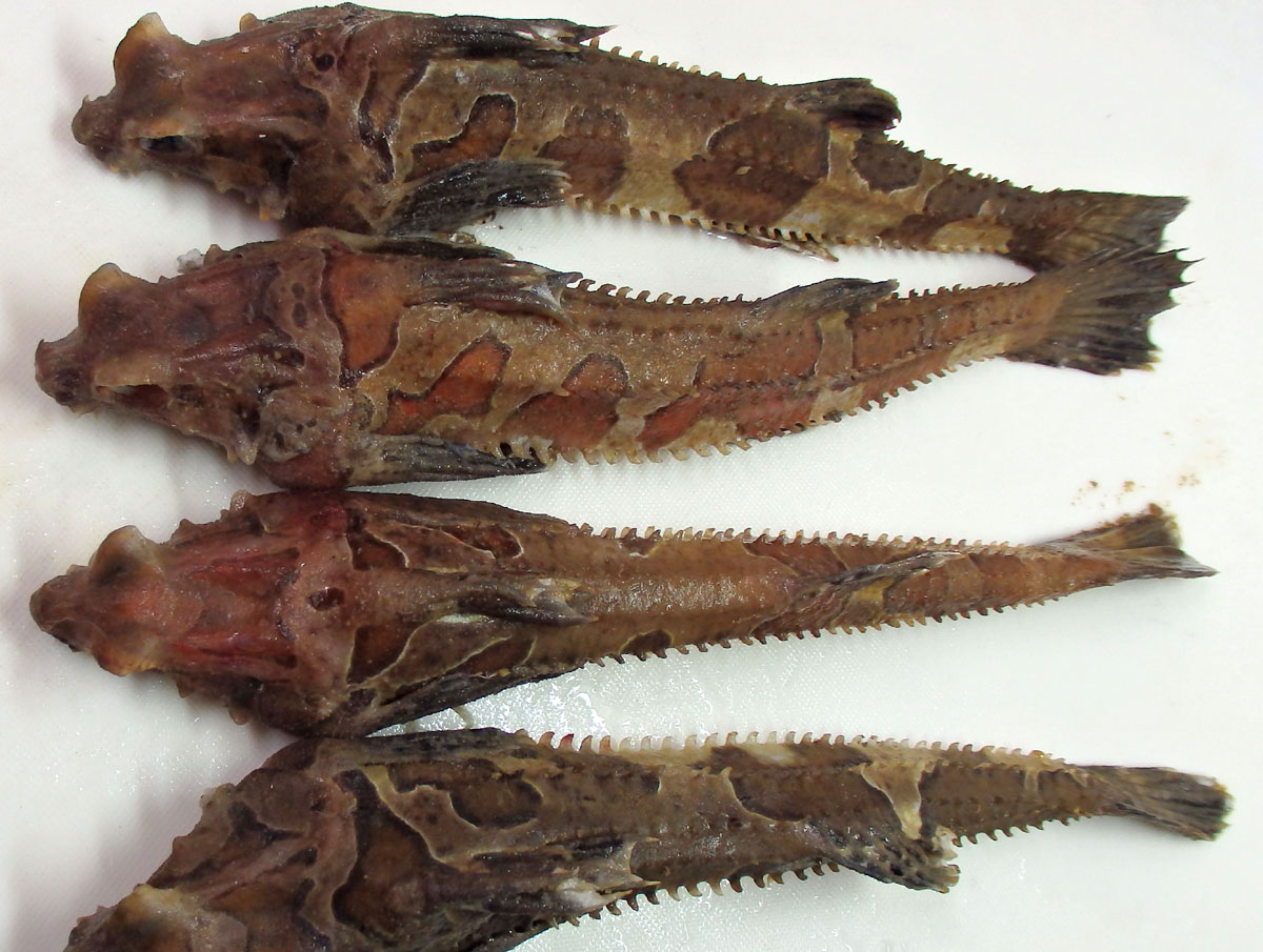 魚 青木葉 Eatful Life