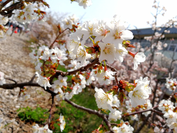 20180429chishimasakura07