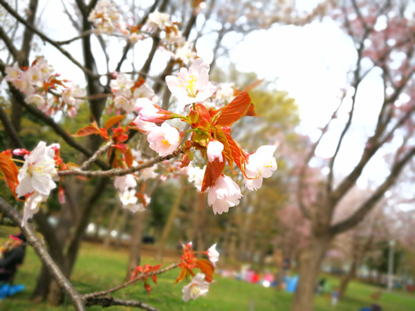20170505hanami05