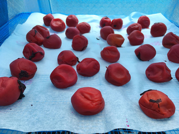 20160802umeboshidoyou02