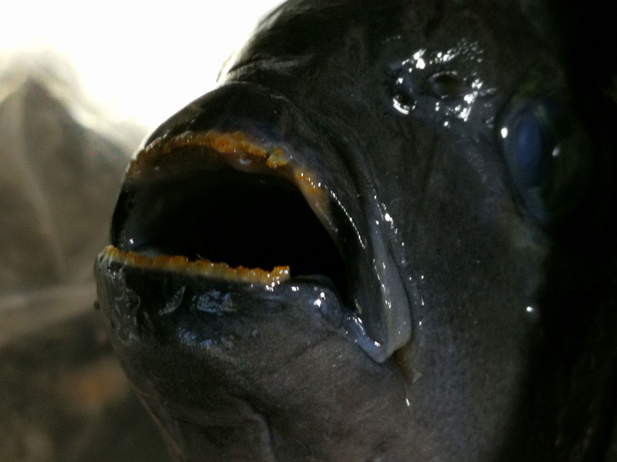 おうちご飯 メジナの刺身 タラの芽とこごみの天ぷら こごみのお浸し 山ウドのキンピラ 青木葉 Eatful Life おうちご飯 メジナの刺身 タラの芽とこごみの天ぷら こごみのお浸し 山ウドのキンピラ 青木葉 Eatful Life