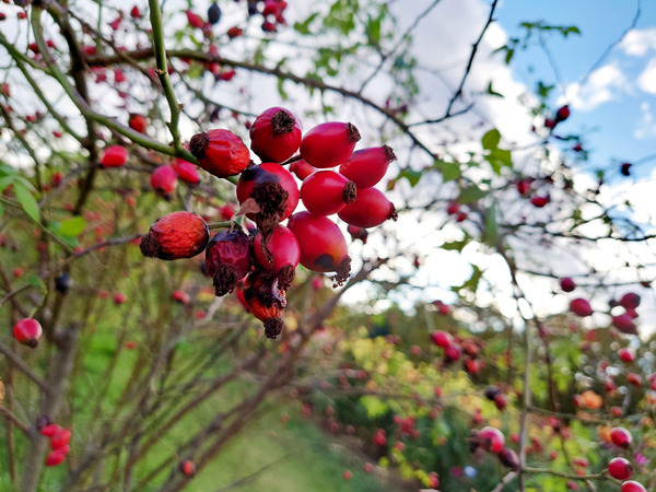 20201017siokoujichicken001