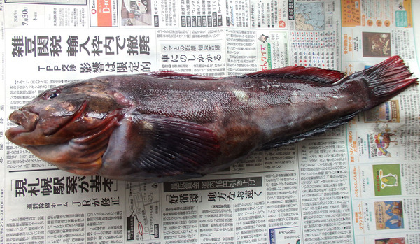 20150731aburako01