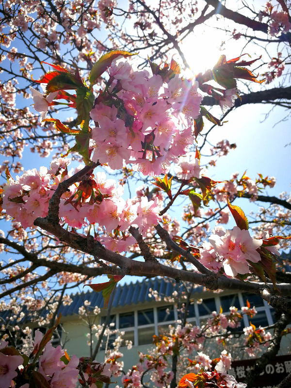 20170503sakura04