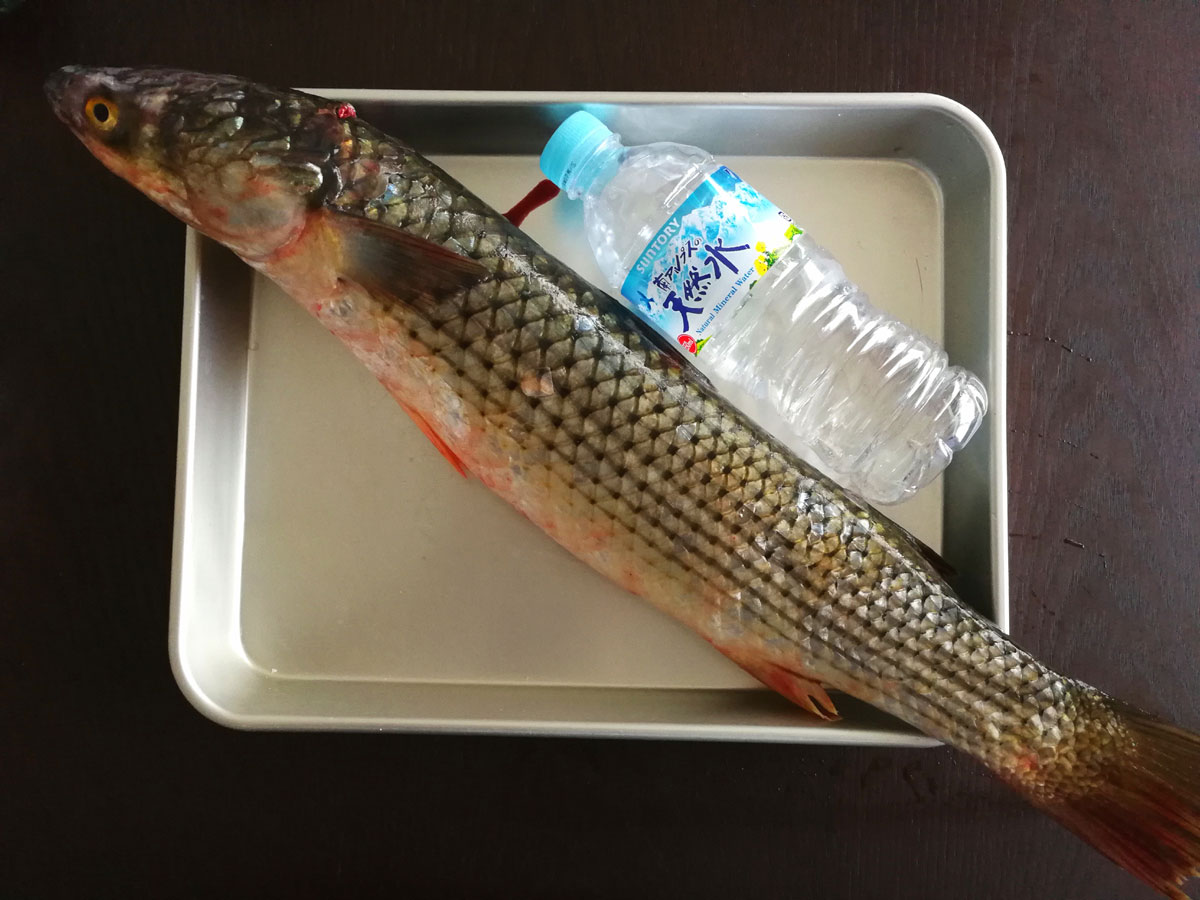 おうちご飯 ボラの刺身 アラ煮 皮ポン酢 青木葉 Eatful Life