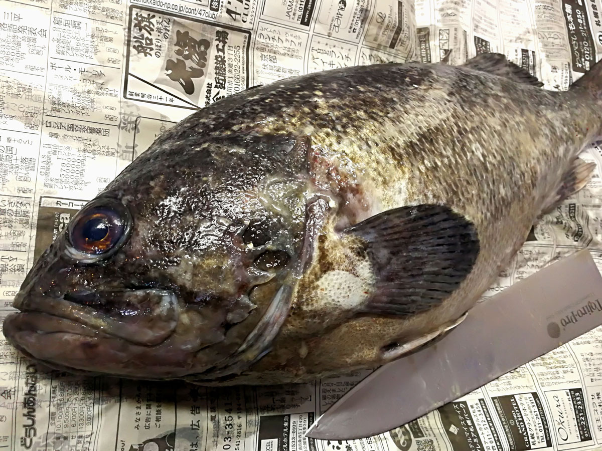 すべての花の画像 新鮮な魚 ソイ 味