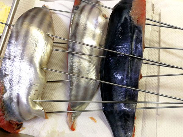 20180922katsuo009