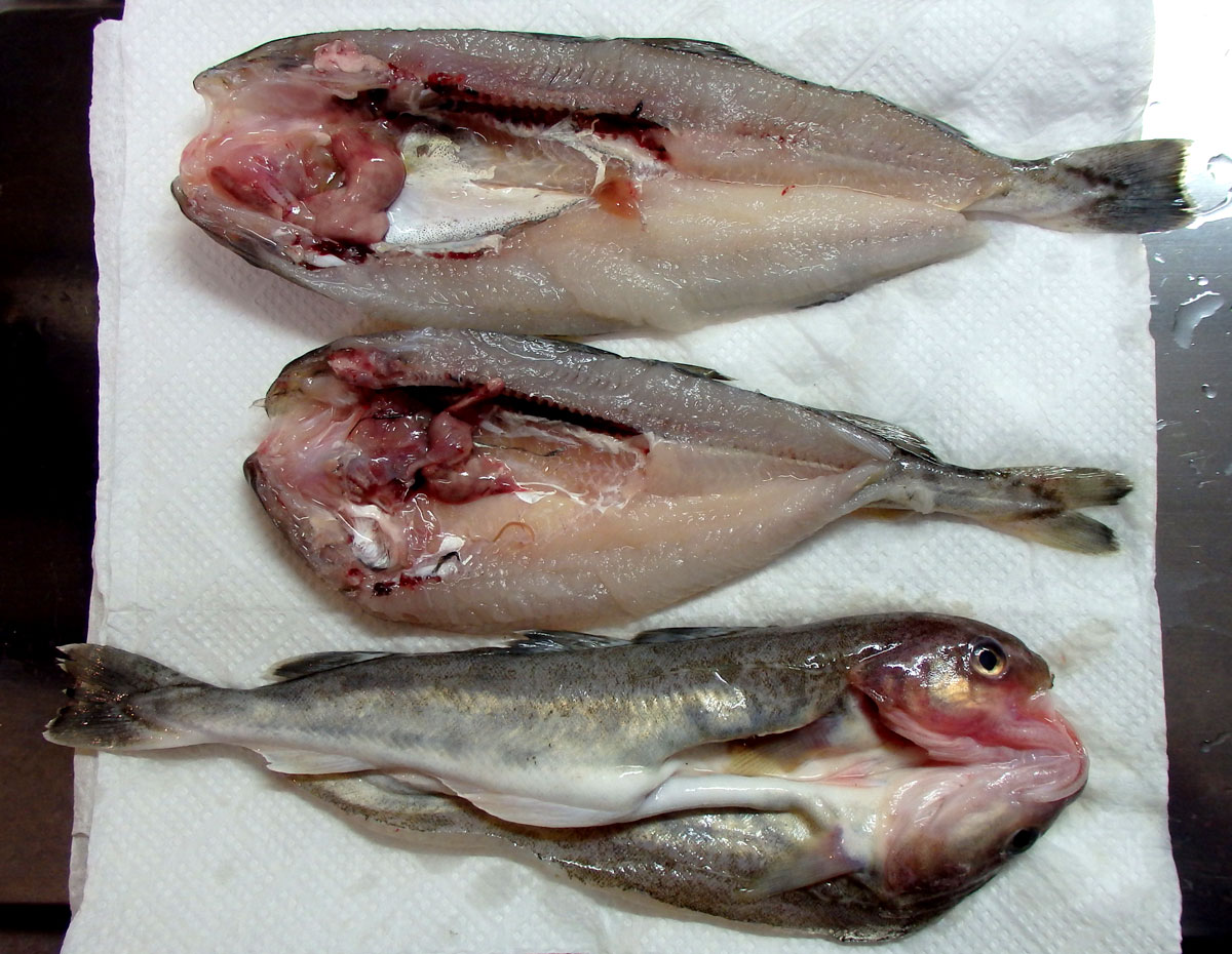 おうちご飯 コマイ 氷下魚 の塩焼き 青木葉 Eatful Life おうちご飯 コマイ 氷下魚 の塩焼き 青木葉 Eatful Life