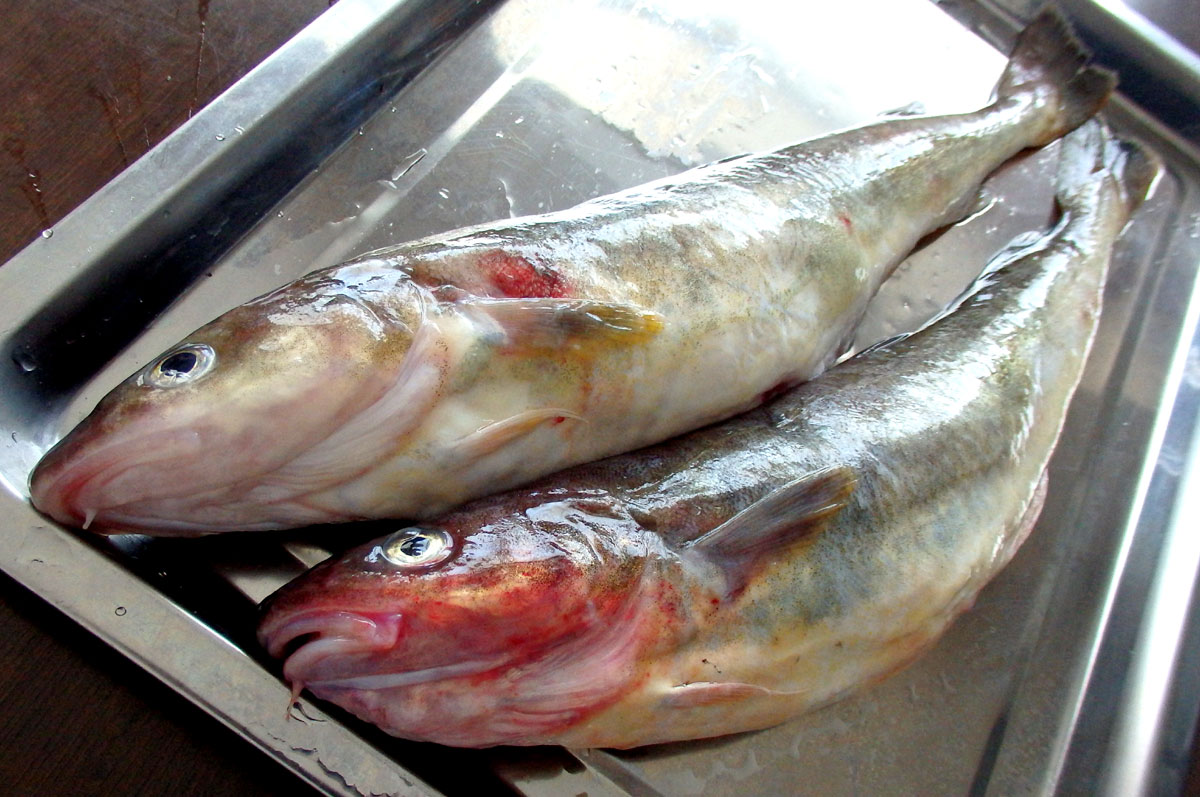 魚 青木葉 Eatful Life