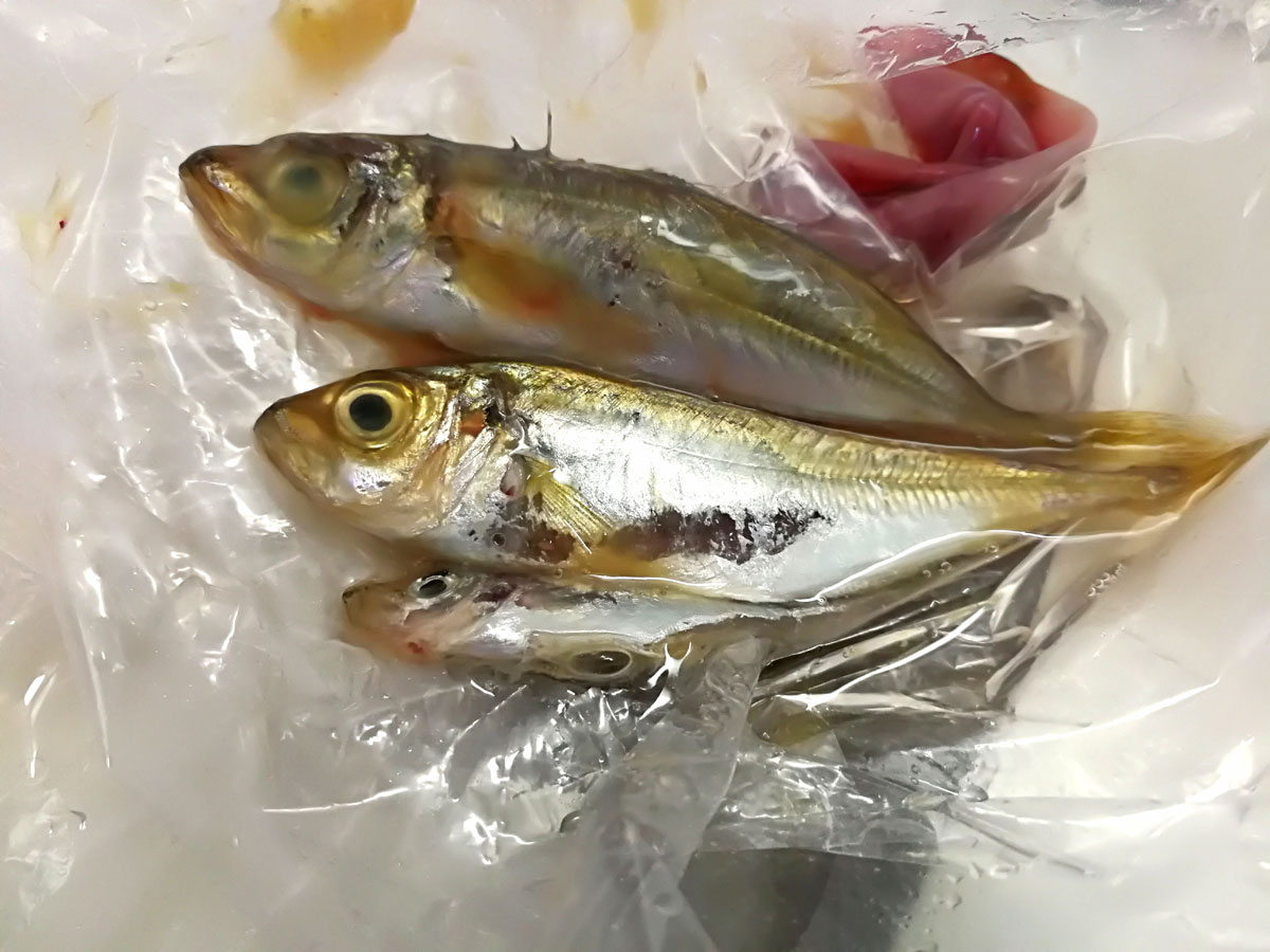 おうちご飯 カンパチの刺身 味噌汁 もずくご飯 もずく酢 青木葉 Eatful Life