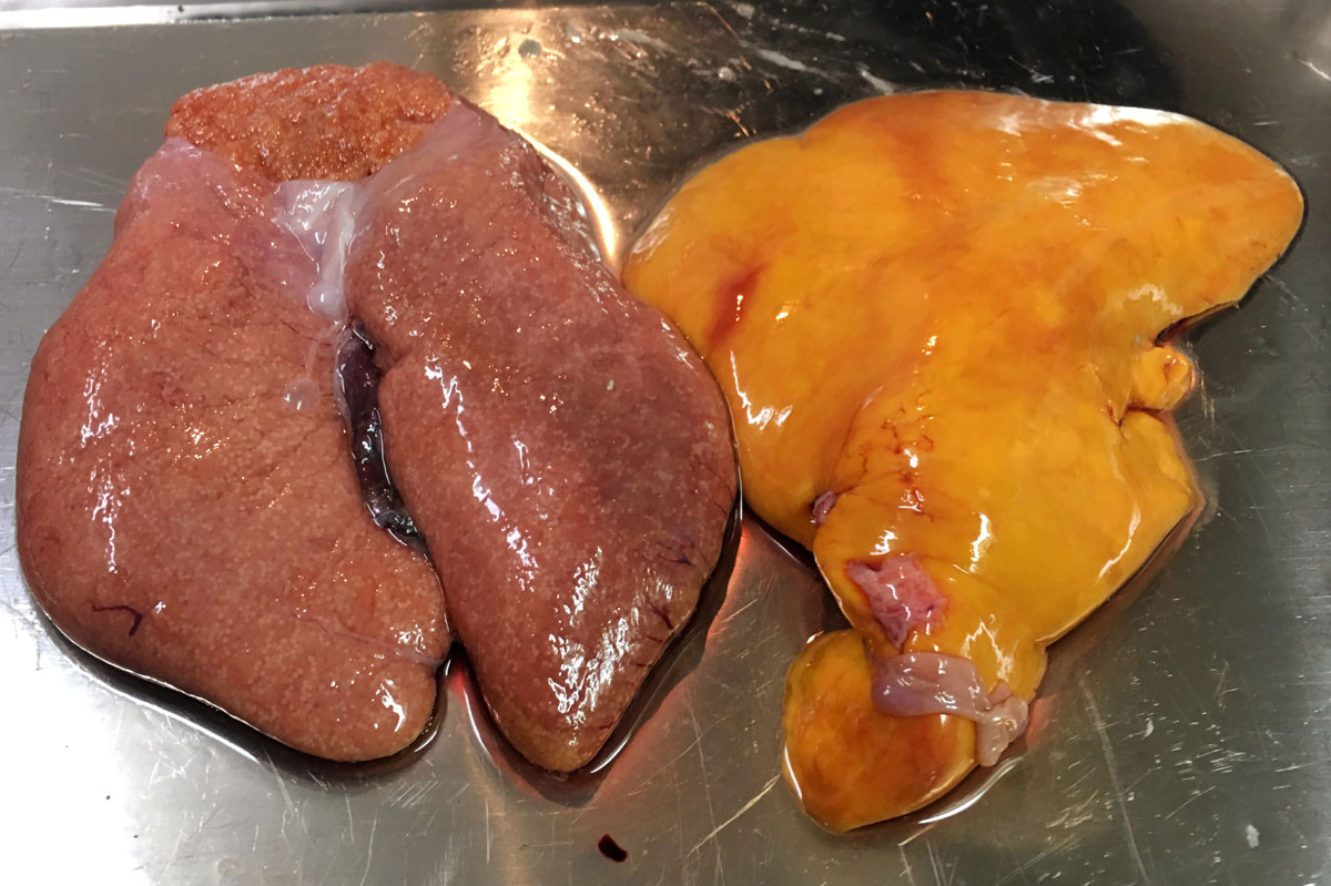 おうちご飯 カジカ鍋 カジカの竜田揚げ カジカの肝味噌ホイル焼き 鍋壊し 青木葉 Eatful Life おうちご飯 カジカ鍋 カジカの竜田揚げ カジカの肝味噌ホイル焼き 鍋壊し 青木葉 Eatful Life