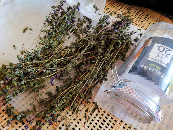 20220908holybasil001