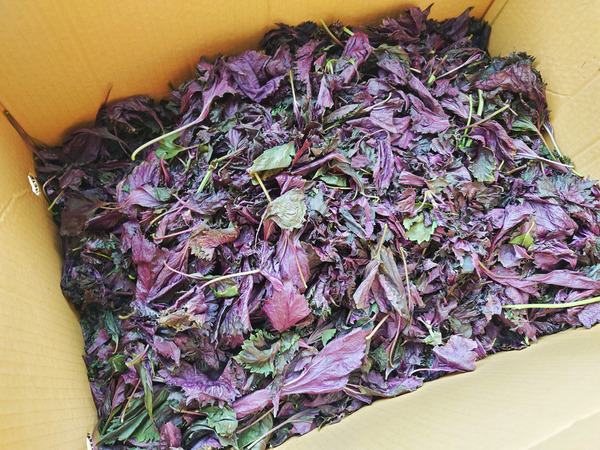 20220701umeboshi002