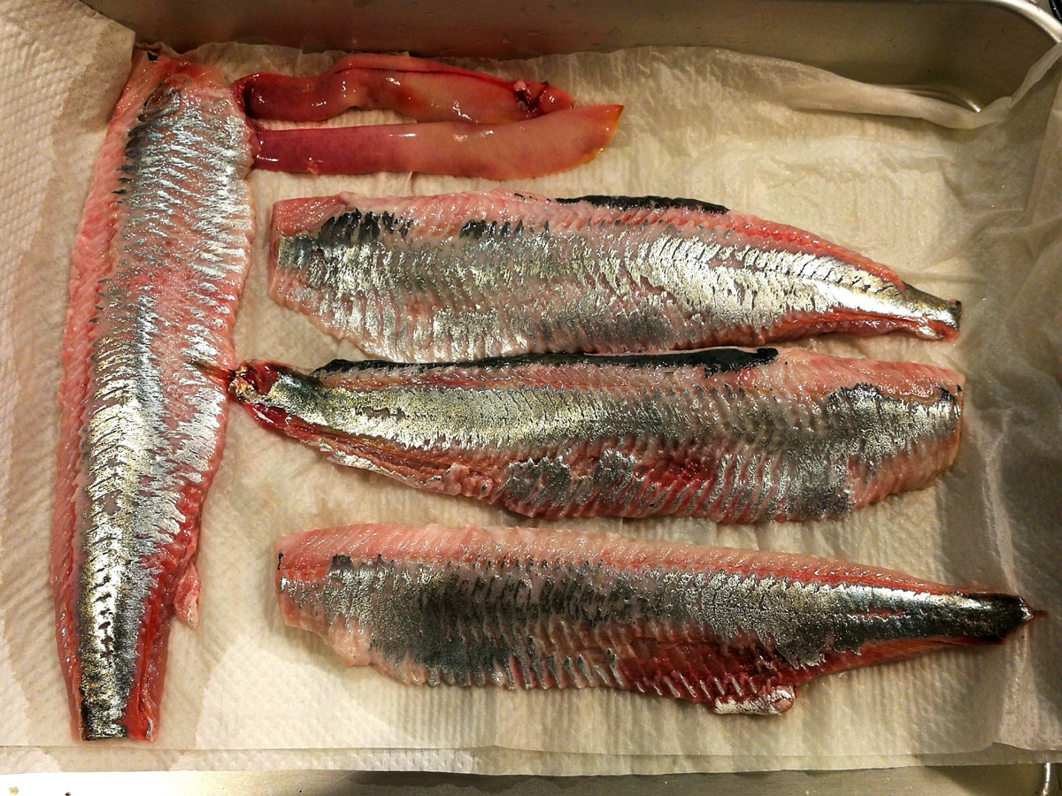 おうちご飯 ニシンの刺身 青木葉 Eatful Life